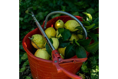 Des idées originales pour savourer les agrumes bio Maison Gannac