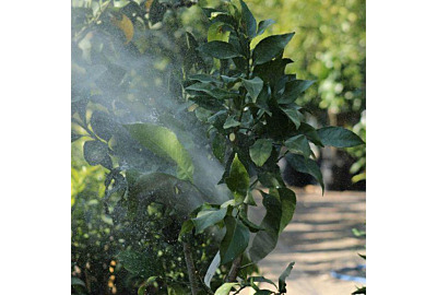 Citronnier en fleurs au Domaine Gannac