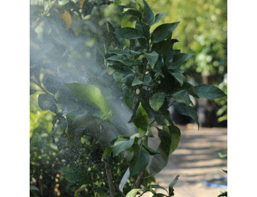 Domaine Gannac : visites guidées et pépinière d'agrumes à Menton