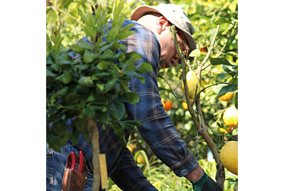 3 agrumes parmi les plus résistants au froid