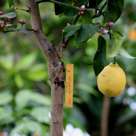Citronnier 12 litres 4 saisons "Eureka" (variété de l'appellation Citron de Menton)