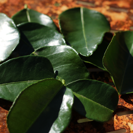 Feuilles de combawa BIO (x10)