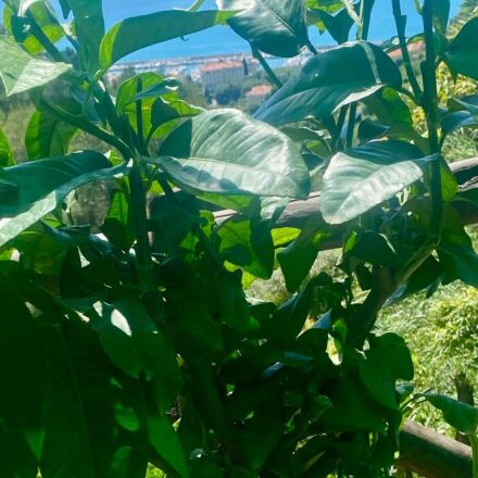 Bergamotier 12 Litres