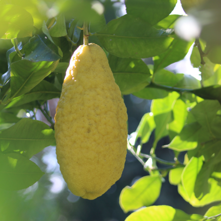 Cédratier 7/9 Litres