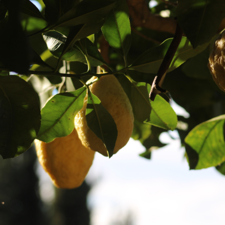 Cédratier 4/5 Litres