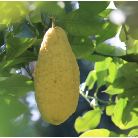 Cédratier 12 Litres