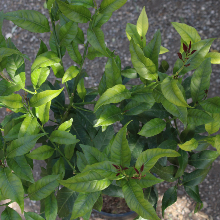 Citronnier 4/5 litres 4 saisons "Eureka" (variété de l'appellation Citron de Menton)