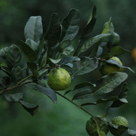 2 combavas bio et 10 feuilles de combava bio