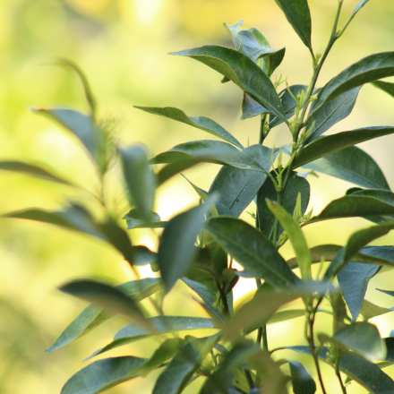 Mandarinier "Blidah" 7/9 Litres