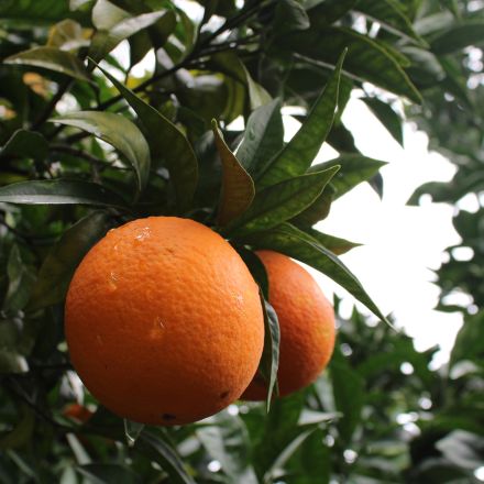 Oranges Douces BIO 4,5 kg