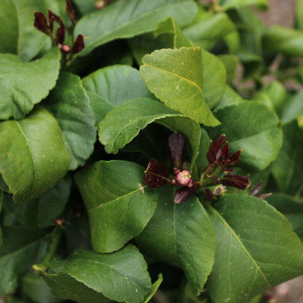 Citronnier 4/5 litres 4 saisons "Santa Teresa" (variété de l’appellation Citron de Menton)