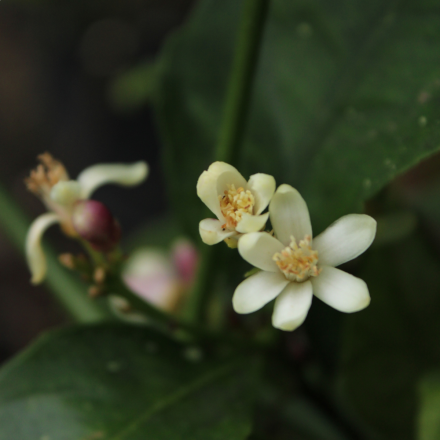 Citronnier 7/9 Litres 4 saisons "SRA625" (variété de l'appellation Citron de Menton)