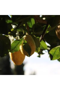 Cédratier 4/5 Litres