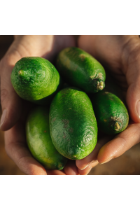 Citron Caviar/Faustrime BIO - 100gr