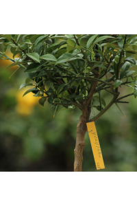 Yuzu "Poncirus Trifoliata" 4/5 Litres