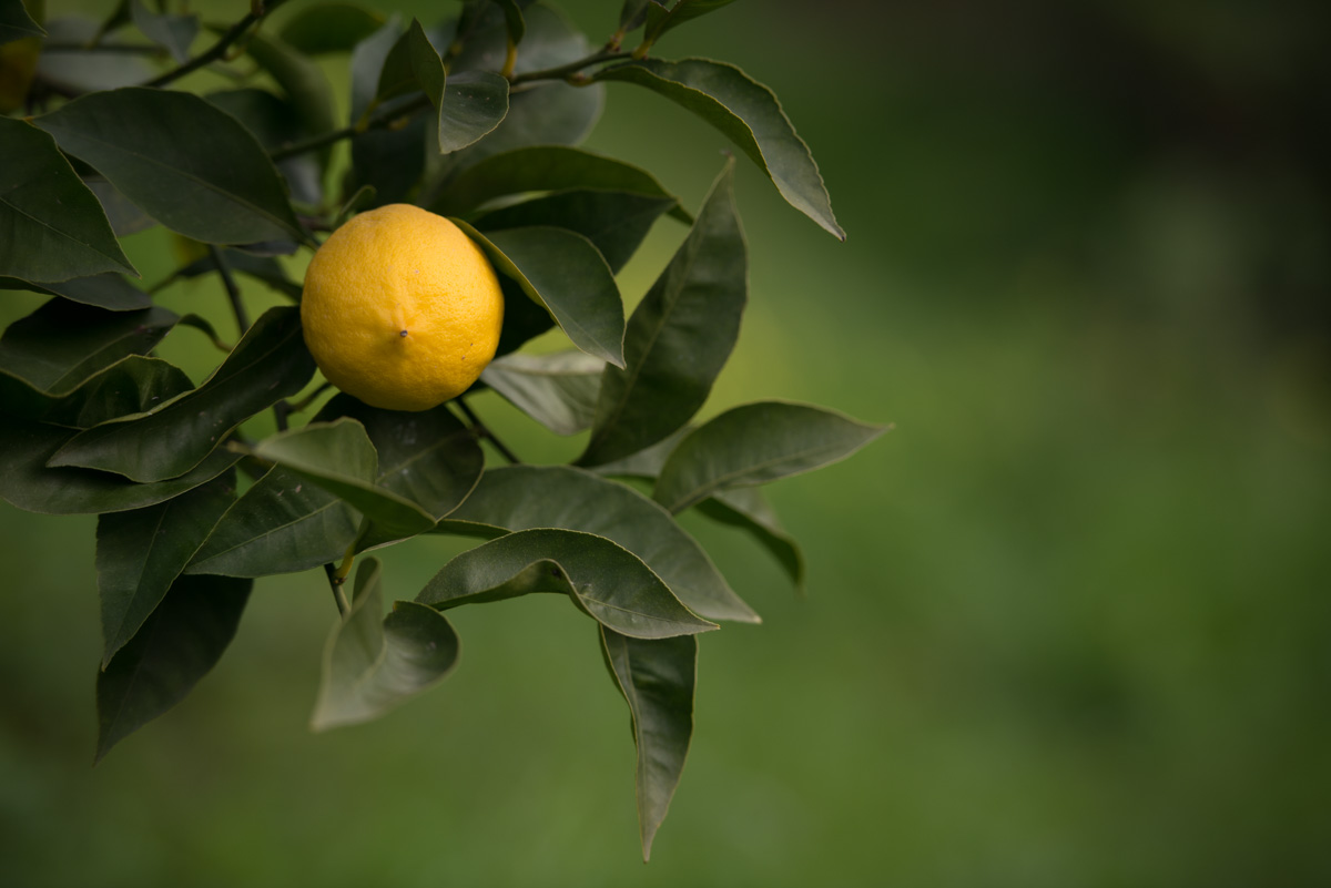 Citronnier Menton