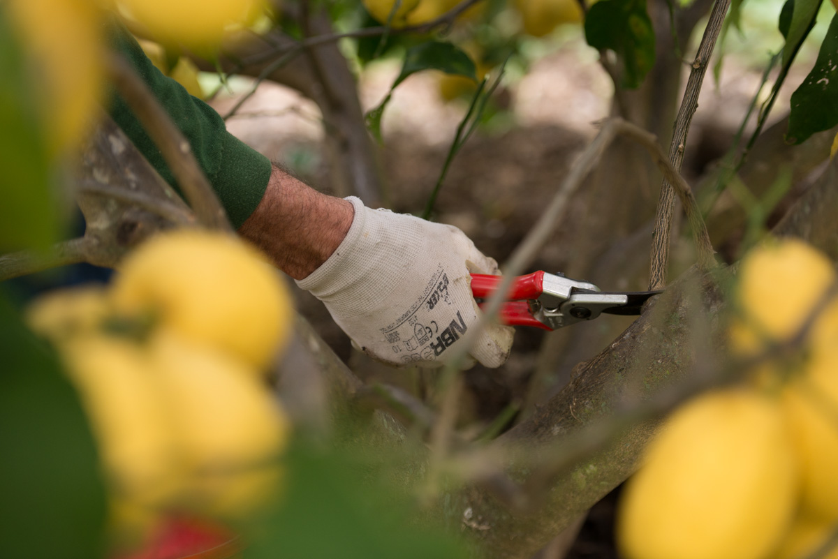 Taille citronnier Gannac