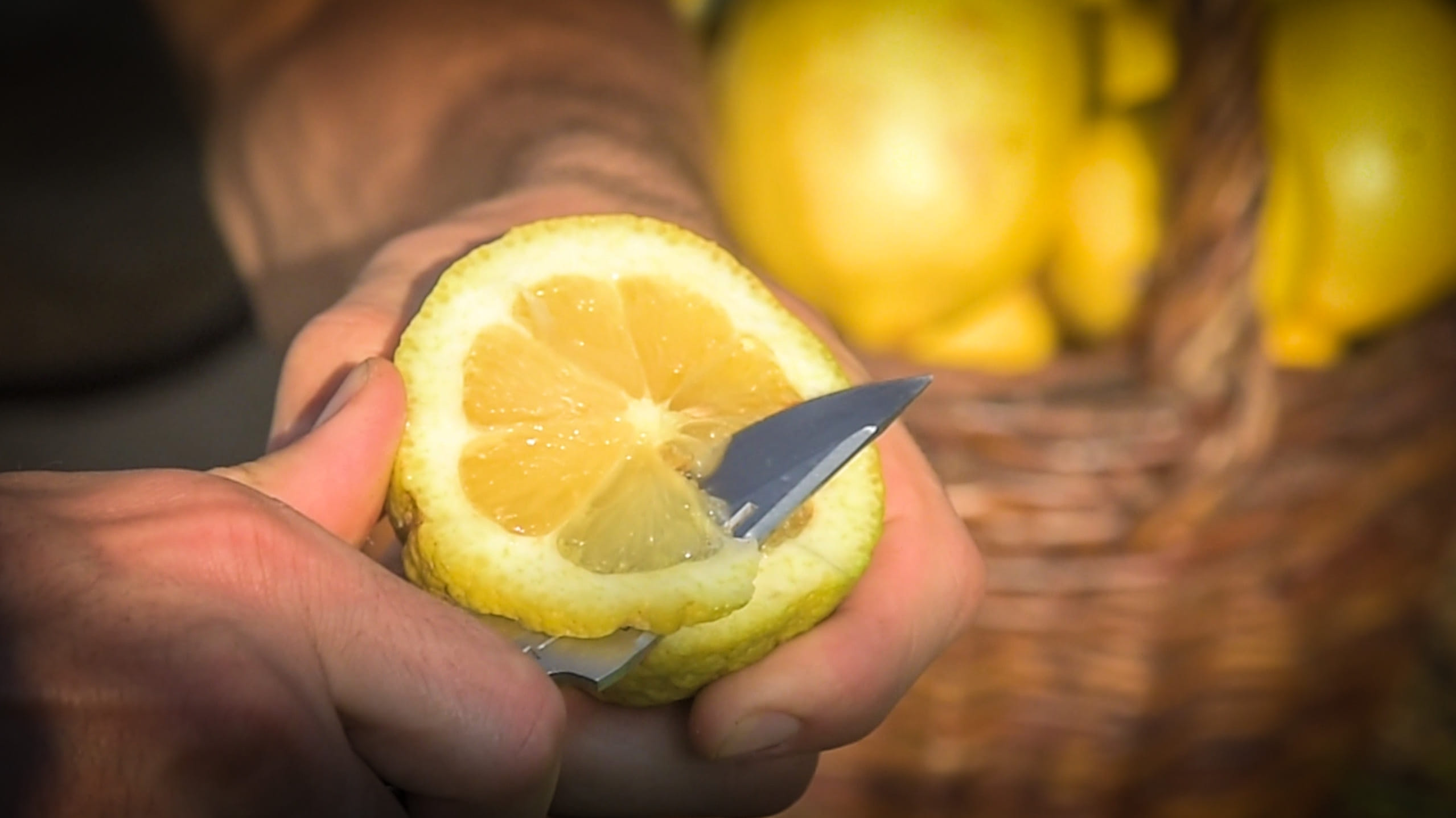 Citron de Menton IGP bio