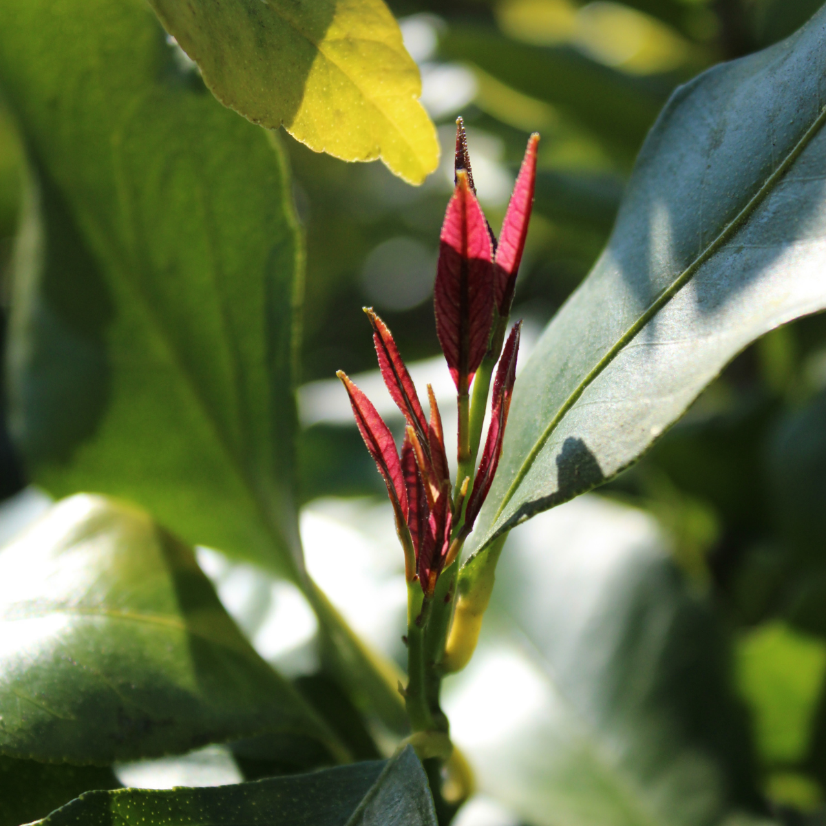 Domaine Gannac Menton