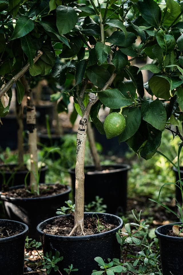 Citronnier de Menton Citronnier de Menton, Citron de Menton, Citronnier en pot, La Maison du Citron